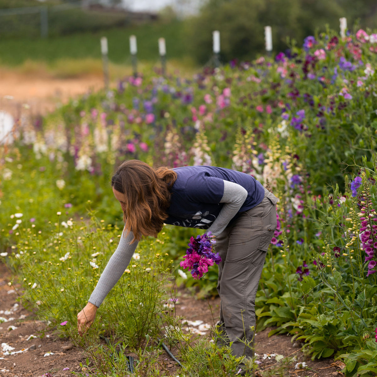 Top 10 Flowers to Grow in San Diego - Grangetto's Farm & Garden Supply