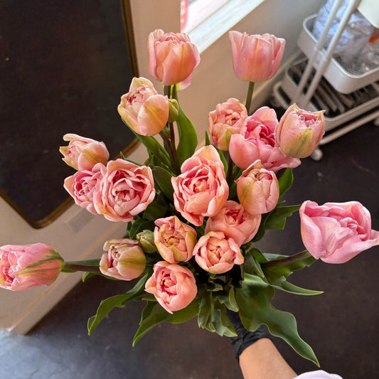 Pink tulips locally grown in San Diego