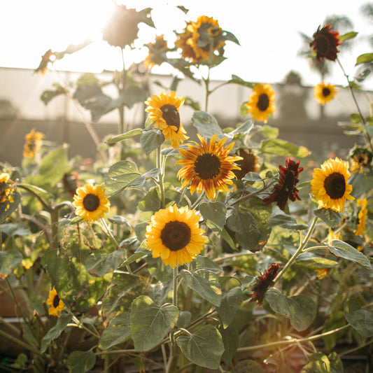 Sunflowers growing at Native Poppy's flower garden