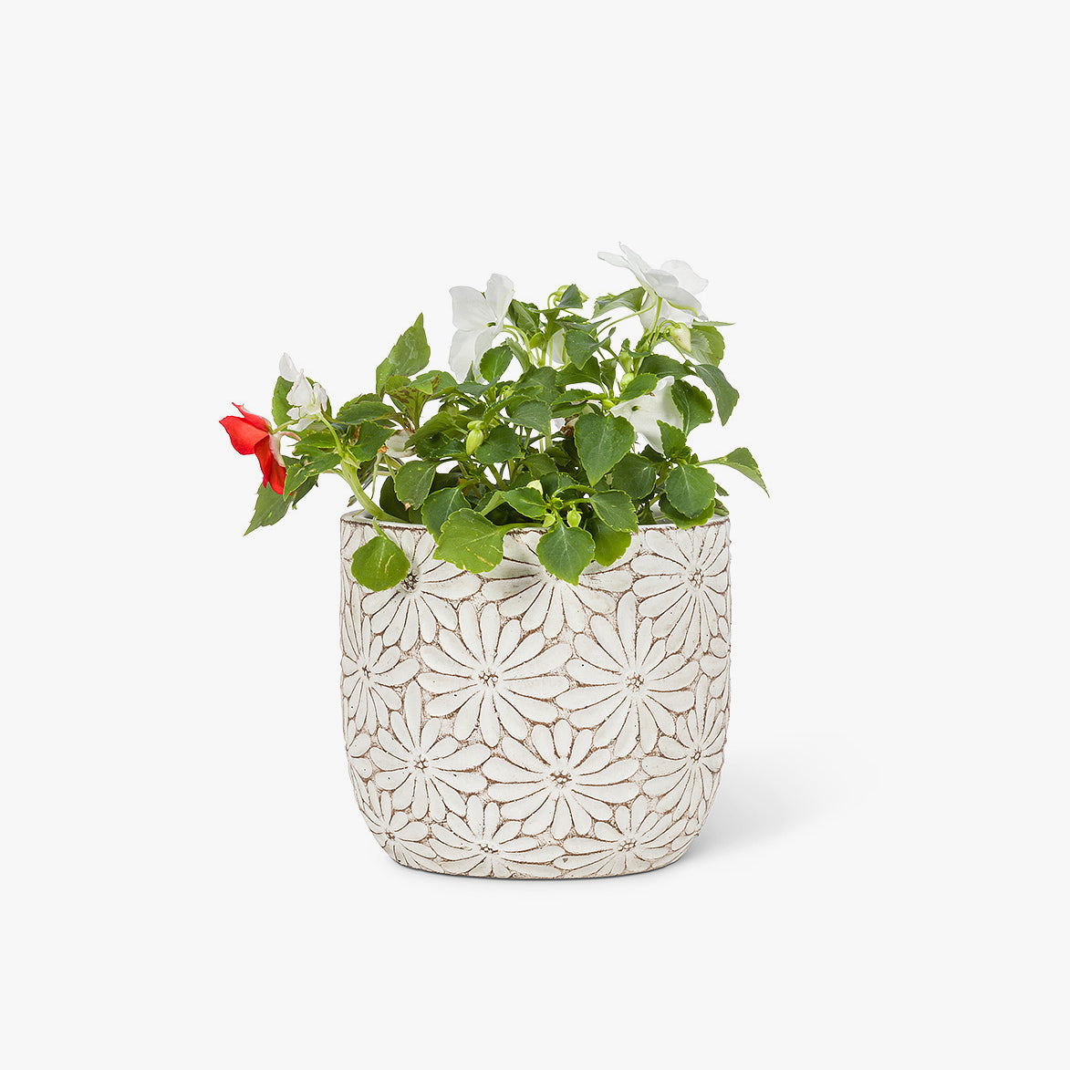 White Daisy Cement Planter with flowering plant inside