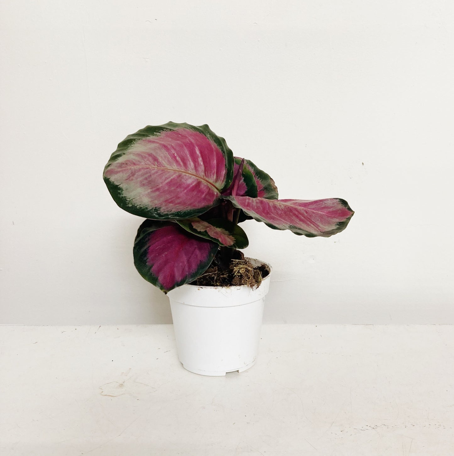 Calathea Plant - Small