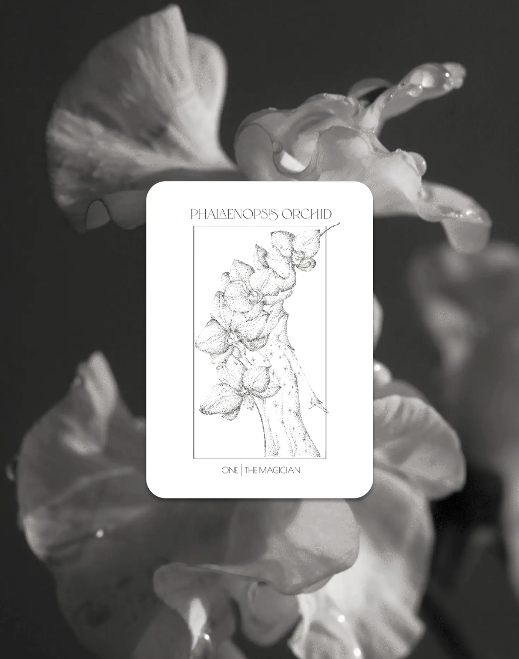 Orchid tarot card