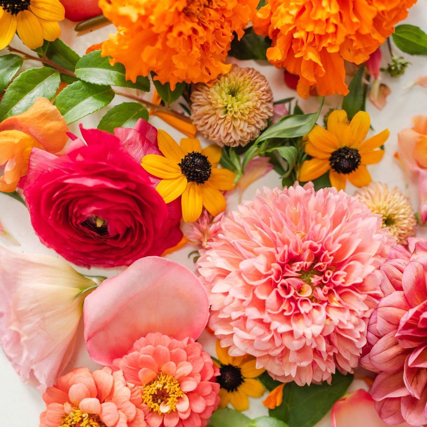 Bright + Cheery flower palette from Native Poppy