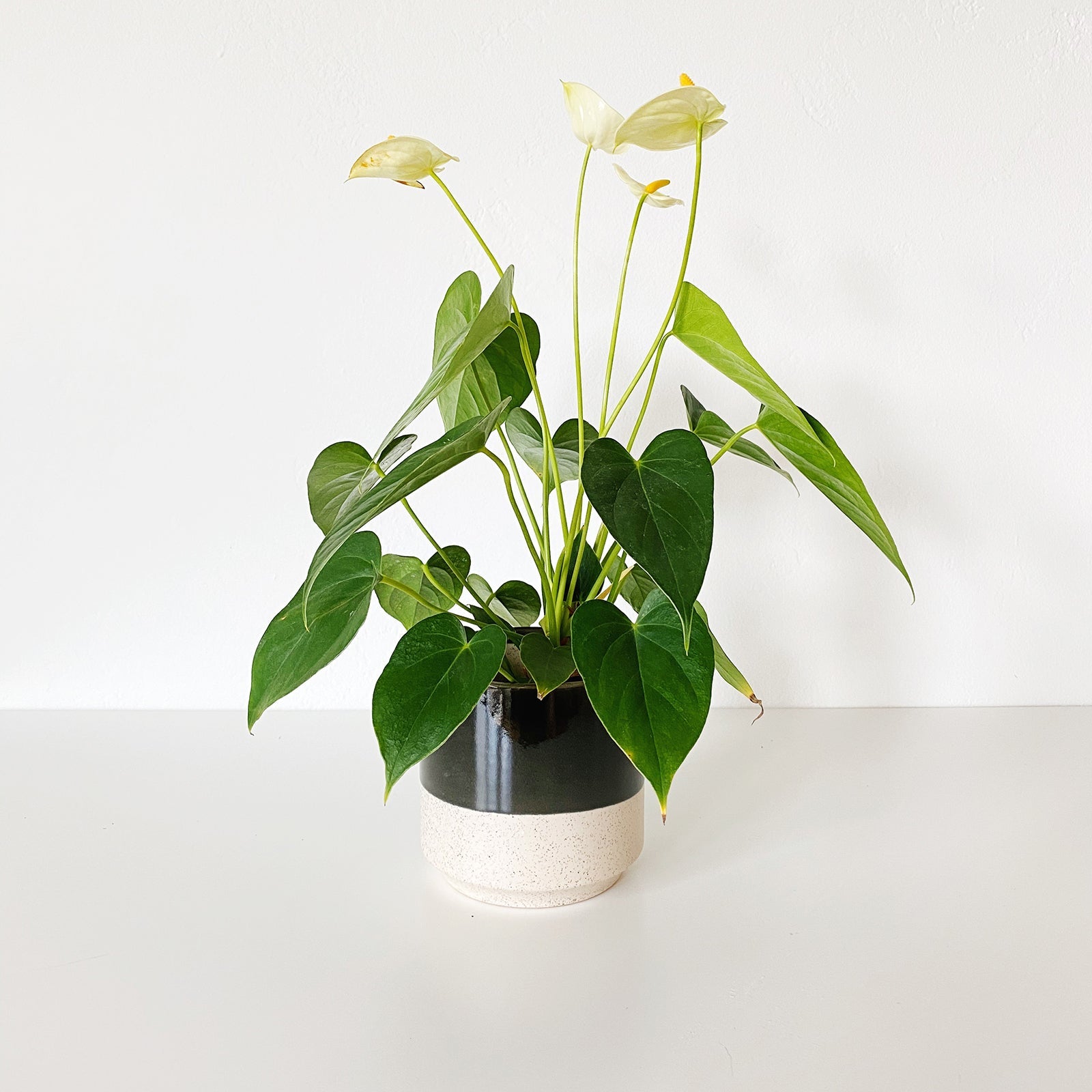 Anthurium Plant in small black glazed ceramic pot