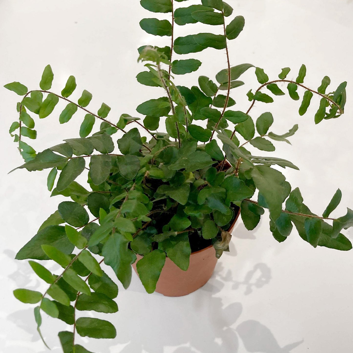 boston fern viewed from above