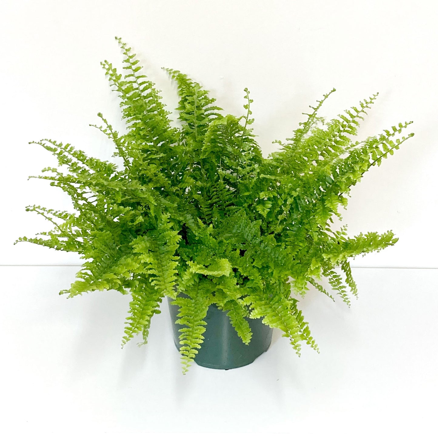 Fluffy Ruffles Fern in green plant pot