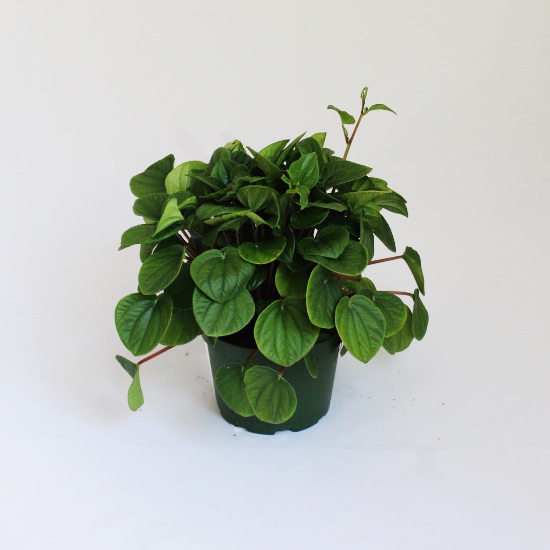 Peperomia Plant - medium sized potted plant