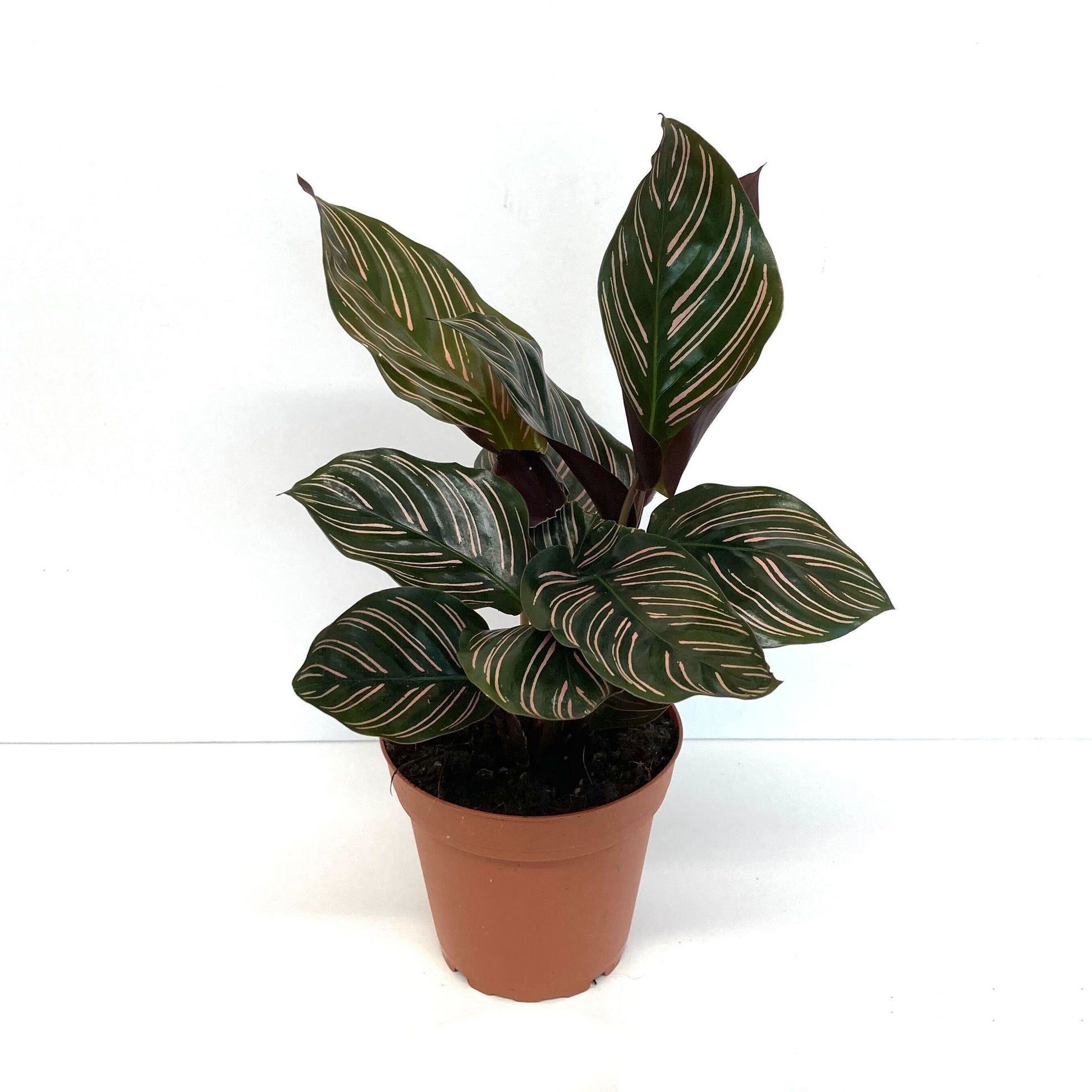 Pin stripe calathea plant