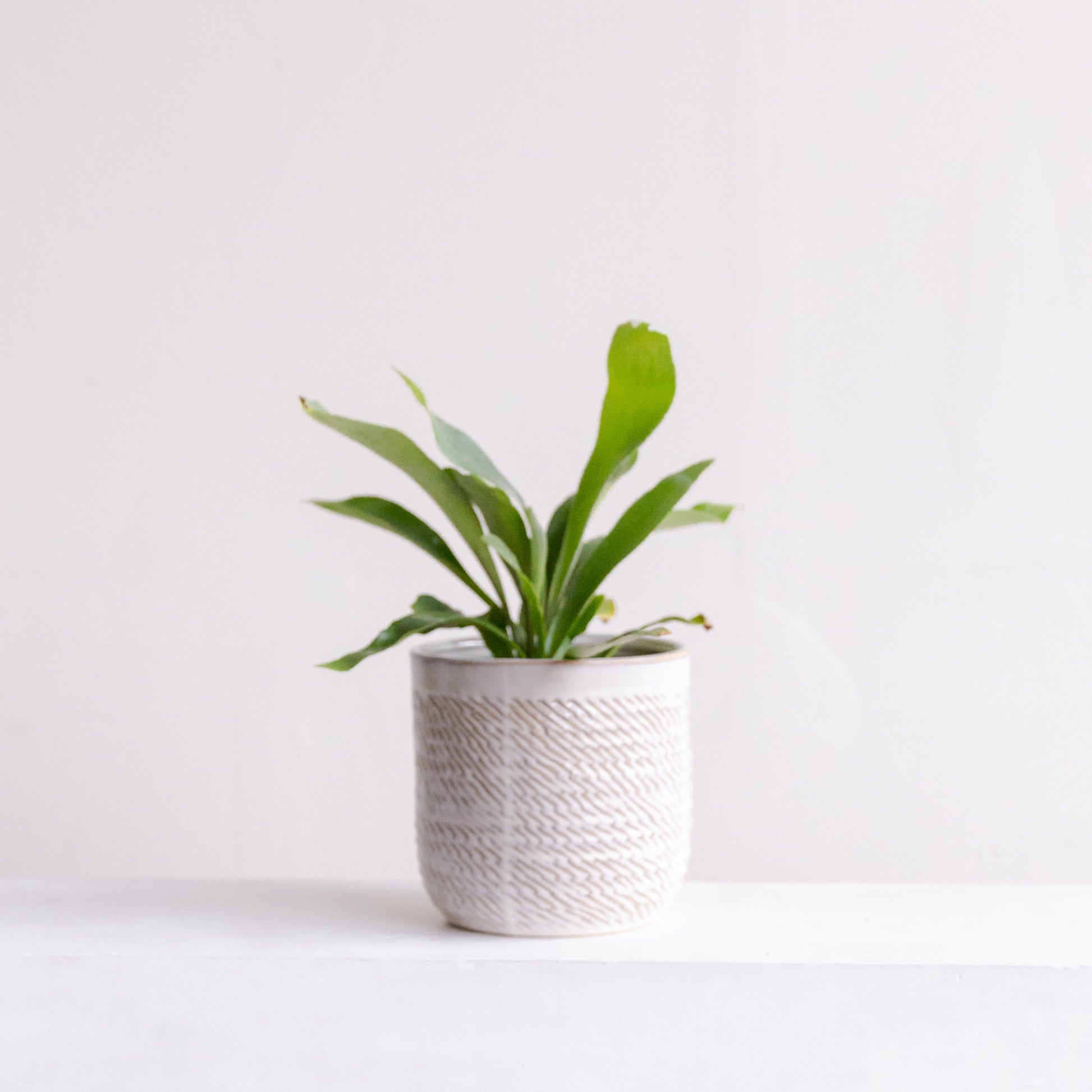 Plant-Lover's Pick - staghorn fern in a textured pot