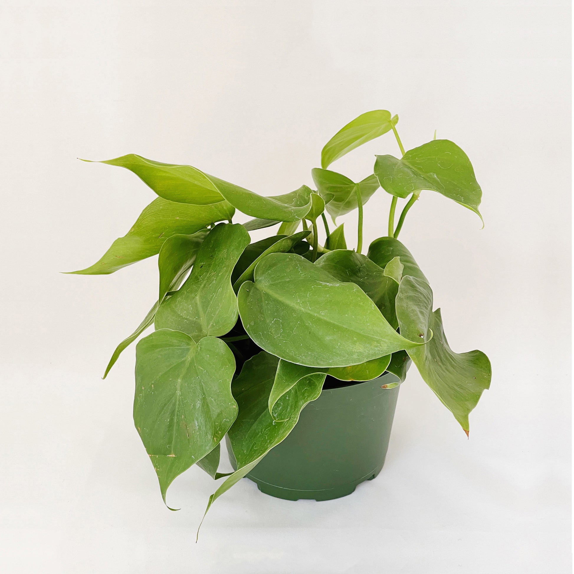 Pothos Plant - Medium