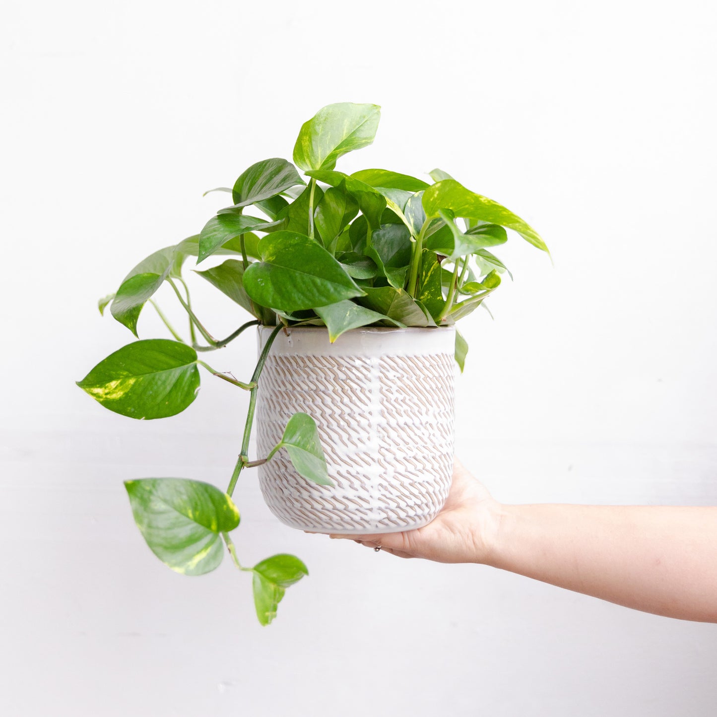 Plant-Lover's Pick - pothos in a ceramic pot