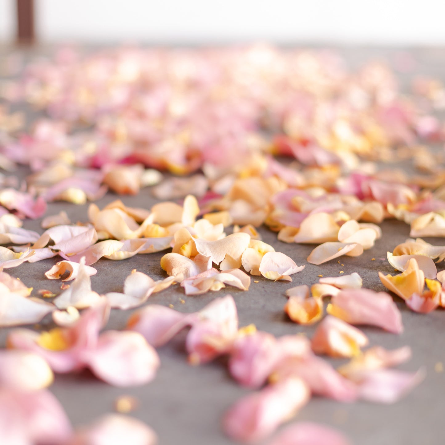 Details of fresh flower petals